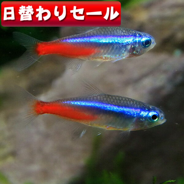 ☆☆☆金曜日(熱帯魚 生体)( 日替わり限定)ネオンテトラ（Lサイズ　約2-2.5cm）（10匹）