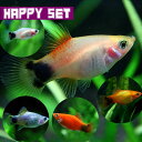 (熱帯魚 生体)【ハッピーセット】ミックス ミッキーマウスプラティ （約2-3cm）（8匹）【水槽/熱帯魚/観賞魚/飼育】【生体】【通販/販売】【アクアリウム/あくありうむ】【小型】