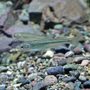 (日淡)オイカワ （約10cm）（1匹）【水槽/熱帯魚/観賞魚/飼育】【生体】【通販/販売】【アクアリウム/あくありうむ】