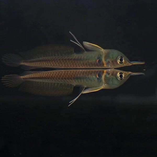 ポリプテルスラプラディ