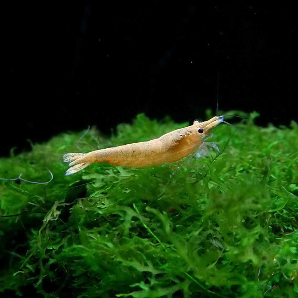 【学名】 Neocaridina denticulata sinensis var ． “ Orange ” . 【 最大 全長 】 約 3 cm 【 適正 水温 】 20 ～ 26 ℃ 【 水質 】 弱酸性 ～ 中性 【 分布 】 改良 品種 【 混 泳 】 食べ られ ない よう な 小型魚 と 混 泳 可能 です 。 【 当店 の 与え て いる 餌 】 エビ リキ 【 その他 オススメ な 餌 】 シュリンプ 用 人工 飼料 【 推奨 水槽 サイズ 】 30 cm ～ 【 特徴 】 レッド チェリー シュリンプ の 改良 品種 です 。 透明感 の ある オレンジ の 体色 が 特徴的 で 、 水槽 内 でも 存在感 が あり 、 非常に 美しい 種類 です 。 体色 は 個体差 が あり 、 オレンジ の 濃淡 に 差 が 出る 場合 が あり ます 。 飼育 は 他 の エビ 同様 に 高 水温 と 水質 の 悪化 、 薬品 等 に 注意 すれ ば 容易 です 【 繁殖 難易度 】 ★★☆☆☆ 【 入荷 頻度 】 1 ヶ月 に 1 度 位 【 関連 キーワード 】 ▼エビ・ビーシュリンプオレンジ▼(熱帯魚) (エビ)[shrimp]