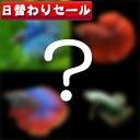 (熱帯魚 生体)( 日替わり限定)ワクワク ショー ベタ 種類おまかせ(約4-5cm)<1ペア> 【水槽/熱帯魚/観賞魚/飼育】【通販/販売】【アクアリウム/あ...