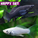 (熱帯魚 生体)【ハッピーセット】ブラックライヤーモーリー（約4cm)(3匹) ＋ シルバーライヤー ...