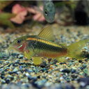 熱帯魚図鑑 えっ 改良品種じゃないの コリドラスイルミナティグリーン アクアリウムと熱帯魚のブログ 熱帯魚図鑑 えっ 改良品種じゃないの コリドラスイルミナティグリーン アクアリウムと熱帯魚のブログ