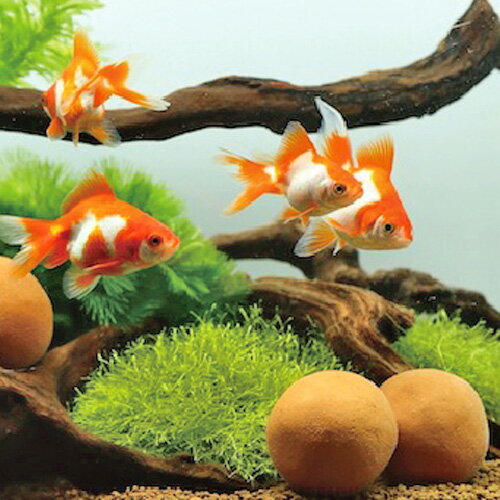 サンミューズ ゼオライトの玉 金魚用　【新着】【水槽/熱帯魚/観賞魚/飼育】【生体】【通販/販売】【アクアリウム/あくありうむ】【小型】