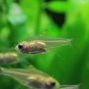 (熱帯魚 生体)白プリステラ (約2cm)(10匹)