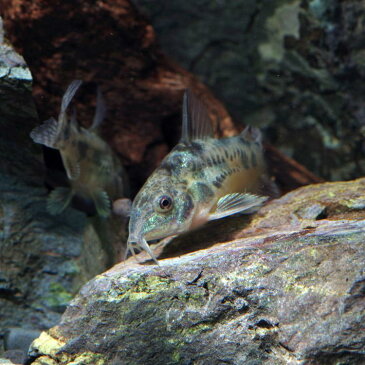 (熱帯魚 生体)コリドラス　パレアタス（約3cm）（3匹）【水槽/熱帯魚/観賞魚/飼育】【生体】【通販/販売】【アクアリウム】