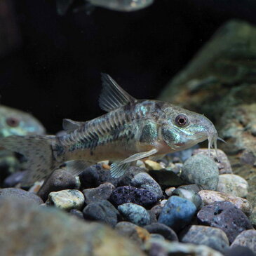 (熱帯魚 生体)コリドラス　パレアタス（約3cm）（3匹）【水槽/熱帯魚/観賞魚/飼育】【生体】【通販/販売】【アクアリウム】