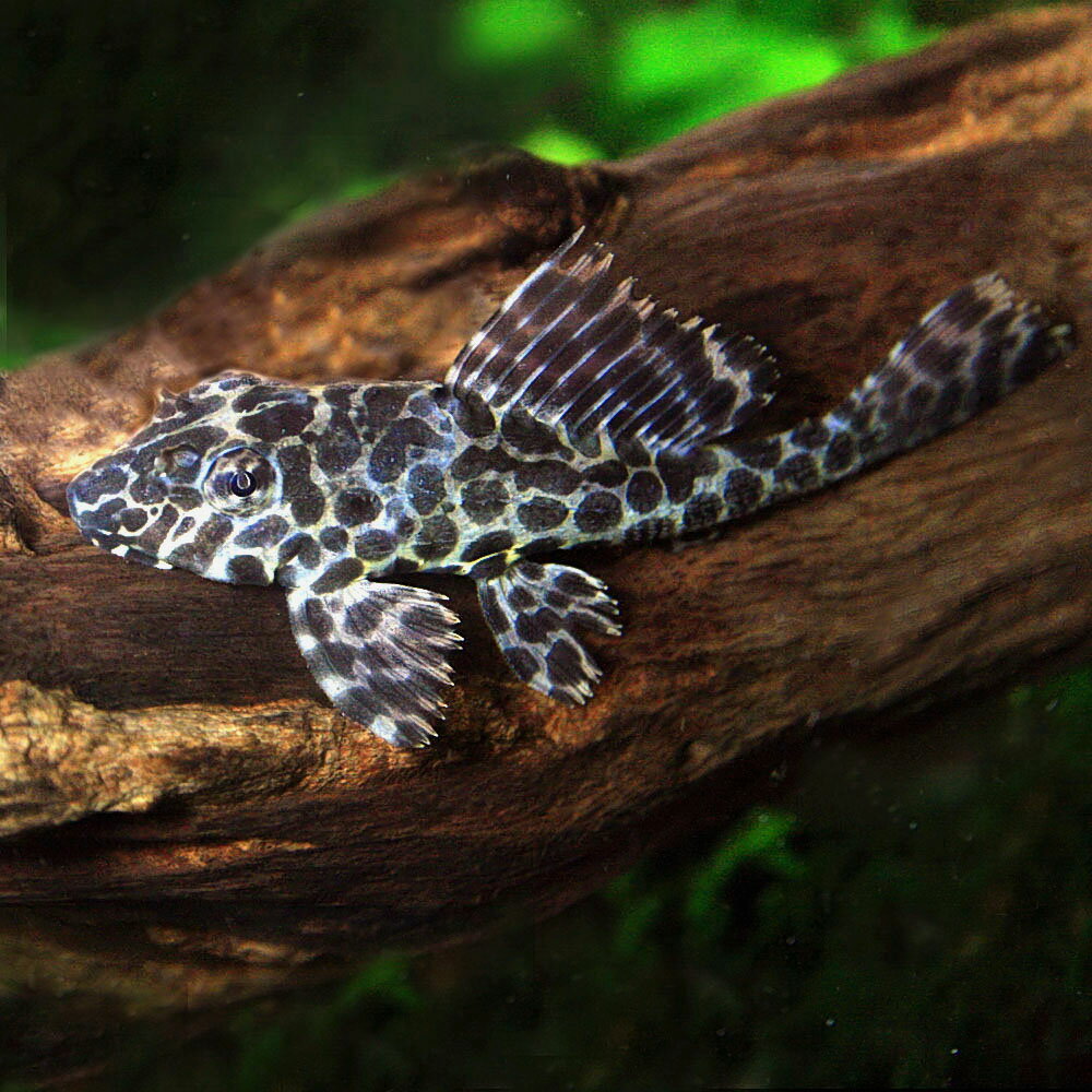 (熱帯魚 生体)セルフィンプレコ （約3-5cm）（3匹）【水槽/熱帯魚/観賞魚/飼育】【生体】【通販/販売】【アクアリウム/あくありうむ】【小型】