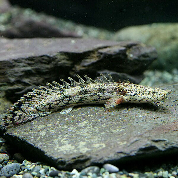 【 学名 】 Polypterus endlicheri endlicheri 【 最大 全長 】 約 70 cm （ 飼育 下 で は 45 cm 以上 ） 【 適正 水温 】 22 ～ 26 ℃ 【 水質 】 中性 前後 【 分布 】 西 ～ 中央 アフリカ の 河川 や 湖沼 【 混 泳 】 同 サイズ の 魚 と 混 泳 可能 です 【 当店 の 与え て いる 餌 】 小魚 【 その他 オススメ な 餌 】 慣れれ ば 大型 魚 用 人工 飼料 も 食べる よう に なり ます 【 推奨 水槽 サイズ 】 120 cm ～ 【 特徴 】 大型 の ポリプテルス と し て は 最も ポピュラー に 飼育 さ れ て おり 、 色彩 、 模様 、 体型 など 、 変異 に 富む こと で 知ら れ て い ます 。 ワイルド 個体 の 入荷 も あり ます が 、 東南 アジア で 養殖 さ れ た 幼魚 の 流通 が 多い です 。 一般的 に は 地肌 の 色 が 濃く ( レンガ色 と 例え られる ) 、 縞模様 が 強く 現れる もの に 人気 が あり ます 。 飼育 は 本種 を 終生 飼育 できる 大き さ の 水槽 が あれ ば 容易 で 、 非常に 丈夫 で 飼育 し やすい です 。 成長 速度 は ポリプテルス の 中 でも かなり 早い です 。 【 繁殖 難易度 】 ★★★★☆ 【 入荷 頻度 】 毎週 定期 【 関連 キーワード 】 エンドリ ▼(熱帯魚)[fish]