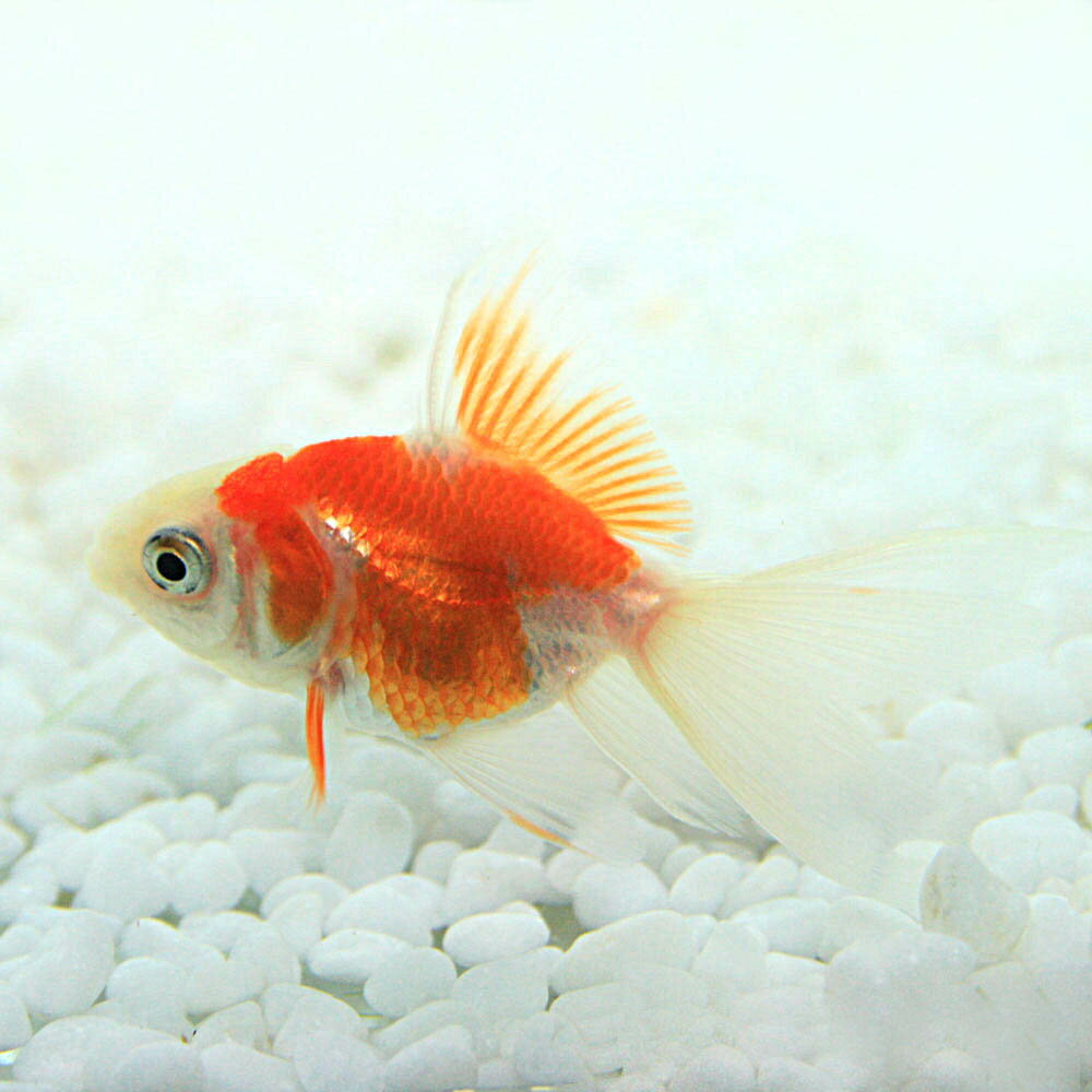 サラサオランダ獅子頭