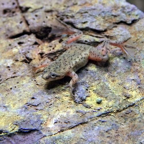 両生類 ヒメツメガエル 約1.5cm 5匹 