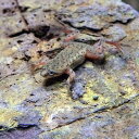 ヒメツメガエル 【 学名 】 Hymenochirus boettgeri 【 最大全長 】 約 4 cm 【 適正水温 】 22 ～ 26 ℃ 【 水質 】 中性 【 分布 】 コンゴ 【 混泳 】 温和な為、魚とも混泳可能です。 【 当店の与えている餌 】 冷凍 赤虫 【 その他オススメな餌 】 人工飼料、小型巻貝 【 推奨水槽サイズ 】 45 cm ～ 【 特徴 】 観賞用として広く流通するカエルの一種です。 完全水棲でアクアリウムで飼育できる事や、温和な性格、可愛い仕草などから非常に人気の高いカエルです。 飼育は 容易で、冷凍赤虫を好んで食べます。 水槽内での繁殖も可能です。 【 繁殖難易度 】 ★★★☆☆ 【 入荷頻度 】 1ヶ月に1度位 【 関連キーワード 】 コンゴツメガエル