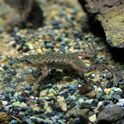 (ξ����)�ҥ�ĥᥬ���롡����1.5cm�ˡ�5ɤ�ˡڿ���/Ǯ�ӵ�/�Ѿ޵�/����ۡ����Ρۡ�����/����ۡڥ������ꥦ��/�������ꤦ��ۡھ�����