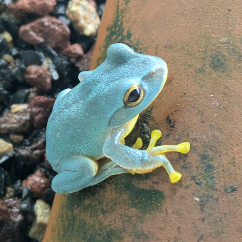 ѡΡꥢ롡ѡ֥롼å(3.5cm)