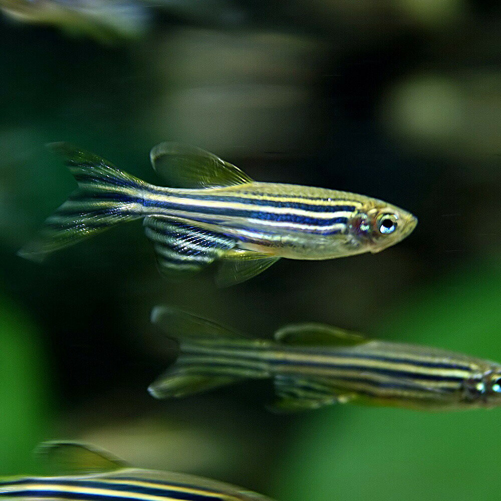 (熱帯魚 生体)ロングフィンゼブラダニオ　（約3cm）（5匹）