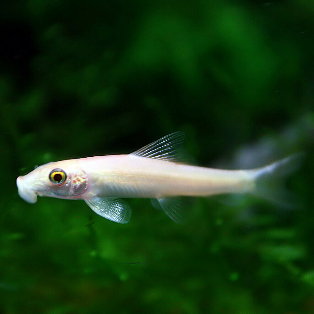 (ネオスセール)(熱帯魚 生体)ゴールデンアルジイーター　（約4cm）（3匹） 1