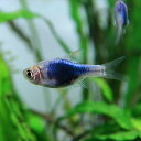 (熱帯魚 生体)ラスボラ　ヘテロモルファ　プラチナブルー　（約2cm）（1匹）【水槽/熱帯魚/観賞魚 ...