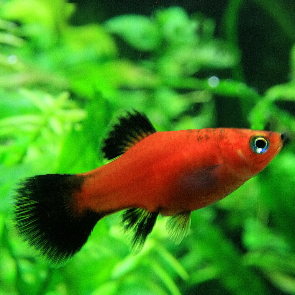 (熱帯魚 生体)レッドワグプラティ　（約3-3.5cm）（6匹）【水槽/熱帯魚/観賞魚/飼育】【生体】【通販/販売】【アクアリウム/あくありうむ】【小型】