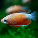 (熱帯魚 生体)レッドグラミー　（約3cm）（3匹）【水槽/熱帯魚/観賞魚/飼育】【生体】【通販/販 ...