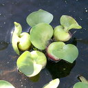 (水草)ホテイアオイ　（1株）