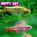 (熱帯魚 生体)【ハッピーセット】チェリーバルブ(約2cm )(3匹) ＋ ゴールデンバルブ(約2-3cm )(3匹)【水槽/熱帯魚/観賞魚/飼育】【生体】【通販/販売】【アクアリウム/あくありうむ】【小型】