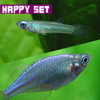 (熱帯魚 生体)【ハッピーセット】アフリカンランプアイ（約2cm)(5匹) ＋ ネオンドワーフレインボー（約2-3cm)(3匹)【水槽/熱帯魚/観賞魚/飼育】【生体】【通販/販売】【アクアリウム/あくありうむ】【小型】