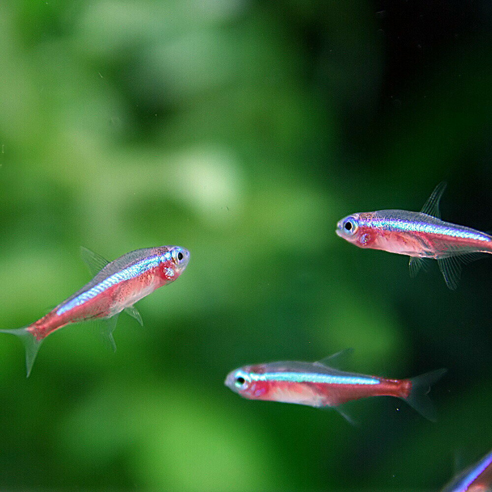 (熱帯魚 生体)カージナルテトラ（Mサイズ　約1.5-2cm）（20匹）