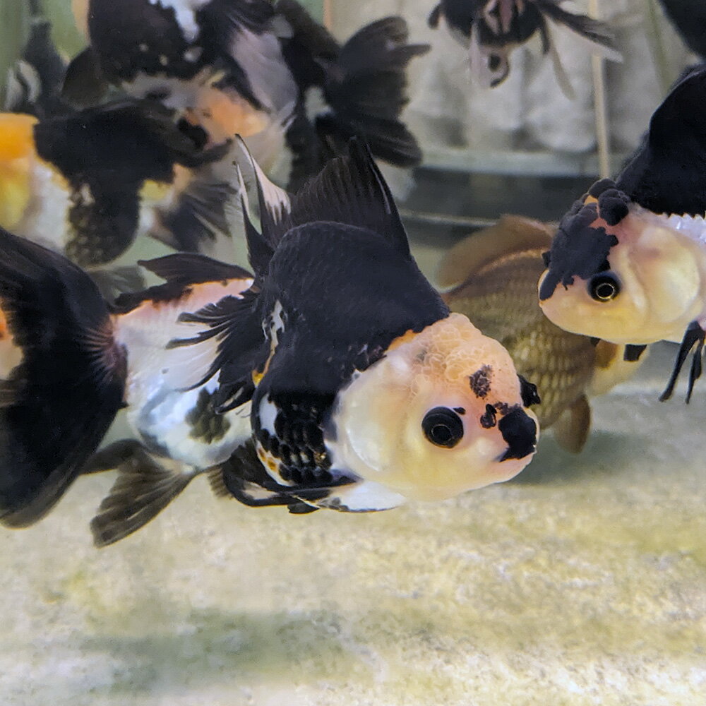 楽天市場】金魚ジャンボオランダの通販