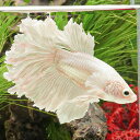 (熱帯魚)1点物ベタ ハーフムーン フラワーテール オス ♂ (約5-6cm)(1匹)