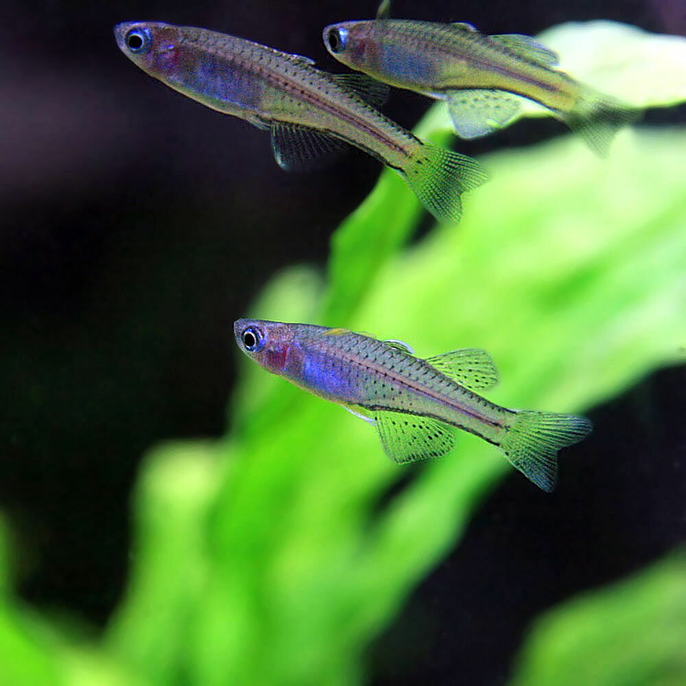 (Ǯ�ӵ� ����)�Х��ե饤�쥤��ܡ�������2cm�ˡ�5ɤ�ˡڿ���/Ǯ�ӵ�/�Ѿ޵�/����ۡ����Ρۡ�����/����ۡڥ������ꥦ��/�������ꤦ��ۡھ�����