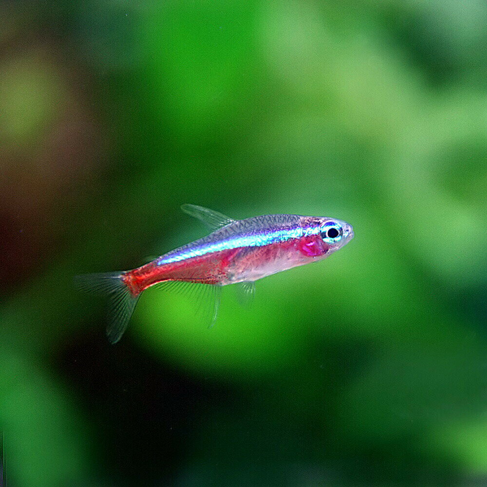 (熱帯魚 生体)カージナルテトラ（Mサイズ　約1.5-2cm）（200匹）