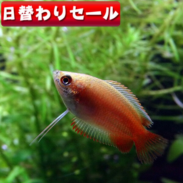 (熱帯魚 生体)( 日替わり限定)ゴール