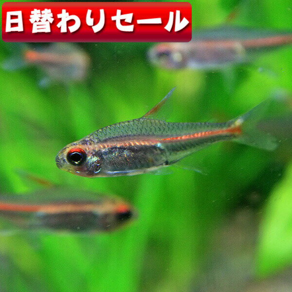 (熱帯魚 生体)( 日替わり限定)グローライトテトラ　（約2cm）（10匹）【水槽/熱帯魚/観賞魚/飼育】【通販/販売】【アクアリウム/あくありうむ】【小型】