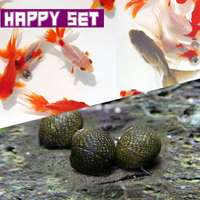 (金魚・貝)【ハッピーセット】ミックス金魚(約3...の商品画像