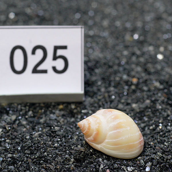 一点物　ヤドカリのお家　プレミアム　1個　ry025