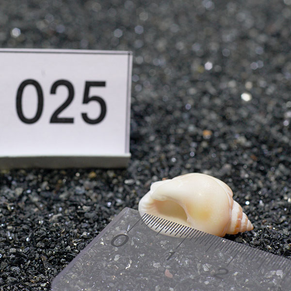 一点物　ヤドカリのお家　プレミアム　1個　ry025