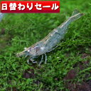 (エビ)( 日替わり限定)ミナミヌマエビ（約1-3cm）（5匹）(1匹あたり 50円)