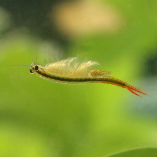 ザクザク採れる　ホウネンエビの卵　孵化セットのサムネイル