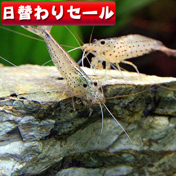 (エビ)( 日替わり限定)ヤマトヌマエビ　（約2-4cm）（5匹）