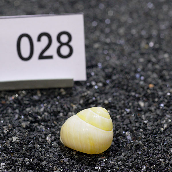 一点物　ヤドカリのお家　プレミアム　1個　ry028