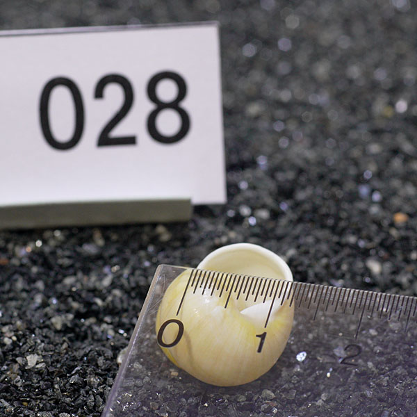 一点物　ヤドカリのお家　プレミアム　1個　ry028