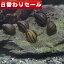 (貝)( 日替わり限定)シマカノコ貝　（4匹）【水槽/熱帯魚/観賞魚/飼育】【生体】【通販/販売】【アクアリウム/あくありうむ】【小型】