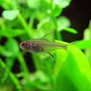 (熱帯魚 生体)レモンテトラ　（約2cm）（3匹）【水槽/熱帯魚/観賞魚/飼育】【生体】【通販/販売】【アクアリウム/あくありうむ】【小型】