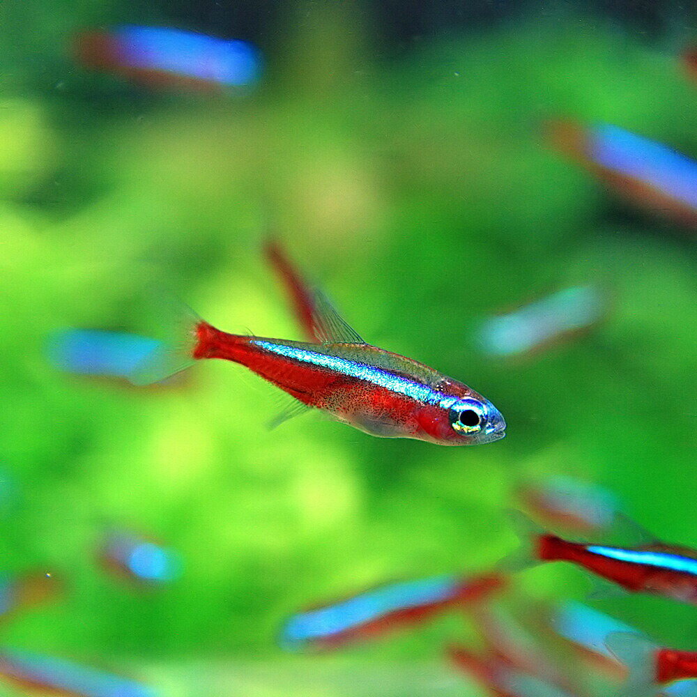 (熱帯魚 生体)カージナルテトラ（Lサイズ　約2.5-3cm）（5匹）