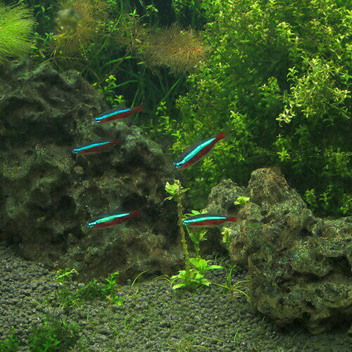 (熱帯魚 生体)カージナルテトラ(Lサイズ 約...の紹介画像3