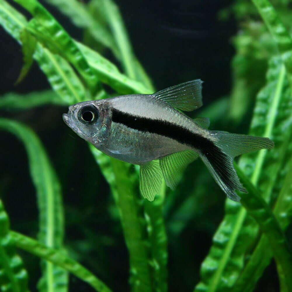【 学名 】 Thayeria boehlkei Var . 【 最大 全長 】 約 4 cm 【 適正 水温 】 22 ～ 26 ℃ 【 水質 】 弱酸性 ～ 中性 【 分布 】 改良 品種 【 混 泳 】 原種 の ペンギン テトラ 同様 やや 気 が 荒い ので 注意 が 必要 です 【 当店 の 与え て いる 餌 】 顆粒 状 飼料 【 その他 オススメ な 餌 】 フレーク 【 推奨 水槽 サイズ 】 30 cm ～ 【 特徴 】 ペンギン テトラ の ショート ボディ タイプ を 固定 し た 改良 品種 です 。 ペンギン テトラ の 可愛 さ に 更に コロコロ し た 体型 で 非常に 人気 の ある 種類 です 。 入荷 時 は やや 小ぶり な サイズ な 事 が 多く 、 スレ や 水質 の 急変 に 弱い 一面 を 見せ ます の で 落ち着く まで は 慎重 に トリートメント する 必要 が あり ます 。 泳ぎ も あまり うまく ない 為 、 水流 は できる だけ 弱く する など 配慮 も 必要 です 。 しかし 一旦 落ち着い て しまえ ば 丈夫 な 種類 で ペンギン テトラ に 比べ 泳ぎ が うまく ない 分 他 魚 に 攻撃 し ない ので 混 泳 し やすい です 。 【 繁殖 難易度 】 ★★★★★ 【 入荷 頻度 】 2 ～ 3 ヶ月 に 1 度 位 【 関連 キーワード 】 [ f 499 - 999 ]▼(熱帯魚)