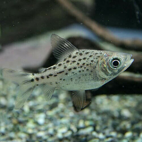 (熱帯魚)カラープロキロ　（約8cm）（1匹）