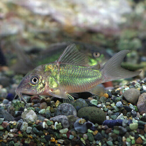 (熱帯魚 生体)エメラルドグリーンコ