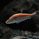 (熱帯魚 生体)アルビノナイフ(約8cm)(1匹)【水槽/熱...